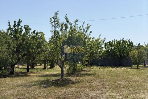 Terra a Polignano a Mare, Bari, Polignano a Mare - € 39.500 | Ref: 193 - foto 5