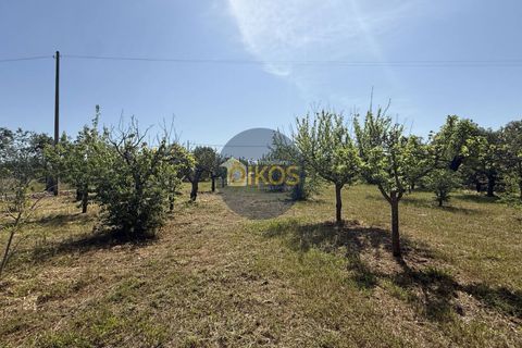 Terra a Polignano a Mare, Bari, Polignano a Mare - € 39.500 | Ref: 193 - foto 6