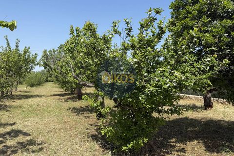 Terra a Polignano a Mare, Bari, Polignano a Mare - € 39.500 | Ref: 193 - foto 8
