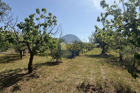 Terra a Polignano a Mare, Bari, Polignano a Mare - € 39.500 | Ref: 193 - foto 9