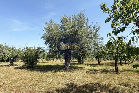 Terra a Polignano a Mare, Bari, Polignano a Mare - € 39.500 | Ref: 193 - foto 10