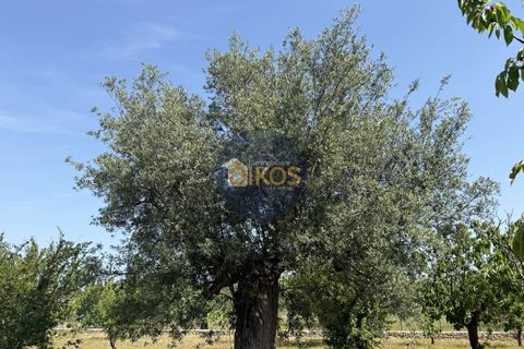 Terra a Polignano a Mare, Bari, Polignano a Mare - € 39.500 | Ref: 193 - foto 11