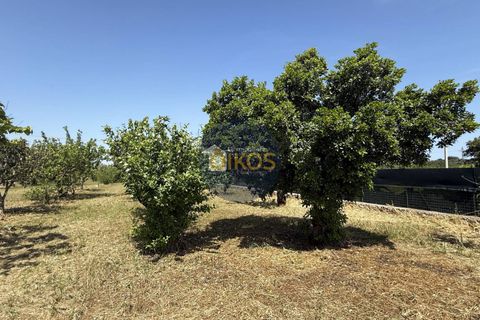 Terra a Polignano a Mare, Bari, Polignano a Mare - € 39.500 | Ref: 193 - foto 13