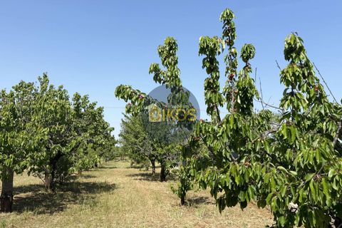 Terra a Polignano a Mare, Bari, Polignano a Mare - € 39.500 | Ref: 193 - foto 14