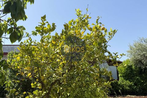 Terra a Polignano a Mare, Bari, Polignano a Mare - € 39.500 | Ref: 193 - foto 15