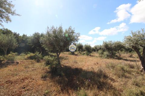 Helårsgrund i Borba, Evora, Borba - € 38.000 | Ref: 3TC4150 - foto 2
