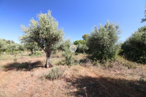Helårsgrund i Borba, Evora, Borba - € 38.000 | Ref: 3TC4150 - foto 4
