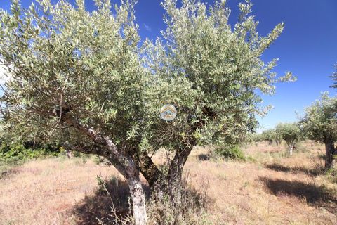 Helårsgrund i Borba, Evora, Borba - € 38.000 | Ref: 3TC4150 - foto 7