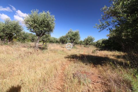 Helårsgrund i Borba, Evora, Borba - € 38.000 | Ref: 3TC4150 - foto 9