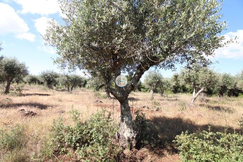 Helårsgrund i Borba, Evora, Borba - € 38.000 | Ref: 3TC4150 - foto 10