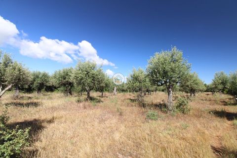 Helårsgrund i Borba, Evora, Borba - € 38.000 | Ref: 3TC4150 - foto 11