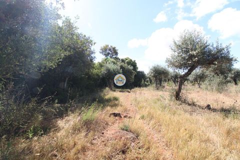 Helårsgrund i Borba, Evora, Borba - € 38.000 | Ref: 3TC4150 - foto 12