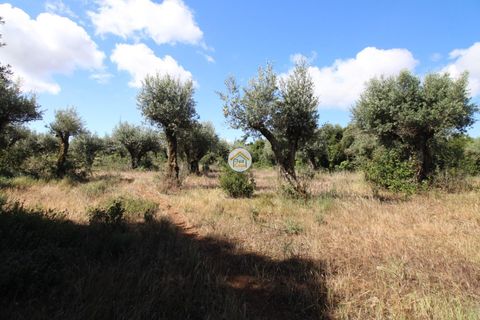 Helårsgrund i Borba, Evora, Borba - € 38.000 | Ref: 3TC4150 - foto 13