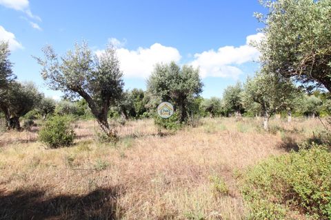 Helårsgrund i Borba, Evora, Borba - € 38.000 | Ref: 3TC4150 - foto 14
