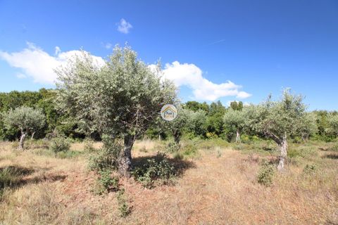 Helårsgrund i Borba, Evora, Borba - € 38.000 | Ref: 3TC4150 - foto 15
