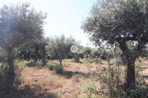 Helårsgrund i Borba, Evora, Borba - € 38.000 | Ref: 3TC4150 - foto 16