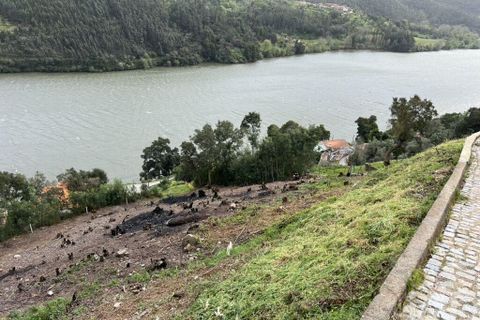 Terra a Penafiel, Porto, Penafiel - € 435.000 | Ref: 934231 - foto 7