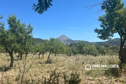 Terra a Es Capdella, Mallorca, Es Capdella - € 1.500.000 | Ref: 83761 - foto 8