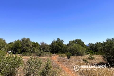 Terra a Campos, Mallorca, Campos - € 750.000 | Ref: 83830 - foto 5
