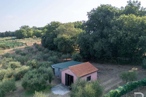 Landejendom i Bibbona, Livorno, Bibbona - € 1.750.000 | Ref: R06615BIAG-1326921 - foto 15