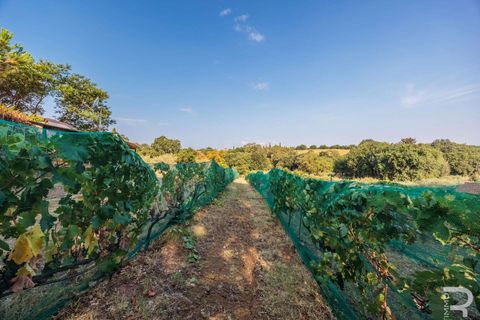 Landejendom i Bibbona, Livorno, Bibbona - € 1.750.000 | Ref: R06615BIAG-1326921 - foto 35