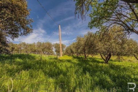 Landejendom i Scansano, Grosseto, Scansano - € 480.000 | Ref: R05238SCRU-1339288 - foto 14