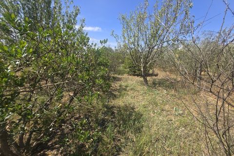 Helårsgrund i Castro Verde, Beja, Castro Verde - € 50.000 | Ref: JG2480 - foto 5