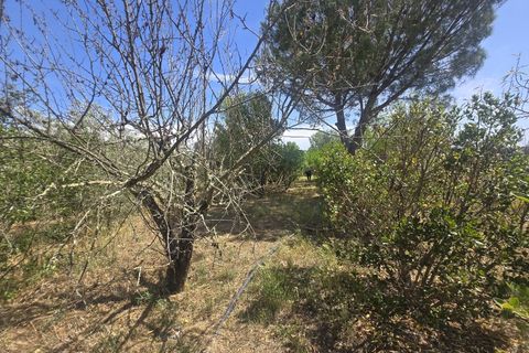 Helårsgrund i Castro Verde, Beja, Castro Verde - € 50.000 | Ref: JG2480 - foto 6