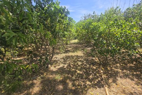 Helårsgrund i Castro Verde, Beja, Castro Verde - € 50.000 | Ref: JG2480 - foto 8