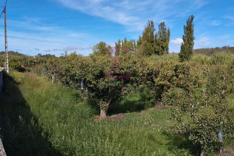 Helårsgrund i Bombarral, Leiria, Bombarral - € 15.000 | Ref: SRP93 - foto 2