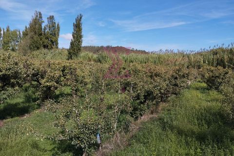 Helårsgrund i Bombarral, Leiria, Bombarral - € 15.000 | Ref: SRP93 - foto 3