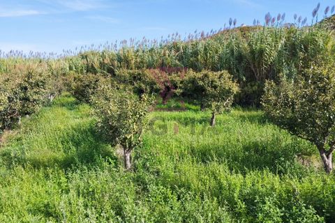 Helårsgrund i Bombarral, Leiria, Bombarral - € 15.000 | Ref: SRP93 - foto 6