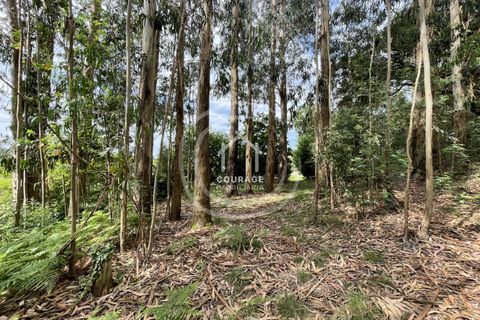 Landejendom i Ponte de Lima, Viana do Castelo, Ponte de Lima - € 570.000 | Ref: CD0052 - foto 15