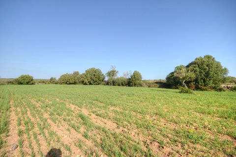 Terra a Santanyi, Mallorca, Santanyi - € 350.000 | Ref: 6060 - foto 2