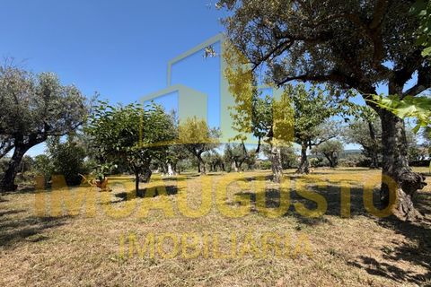 Terra a Minhocal, Guarda, Minhocal - € 19.500 | Ref: TER_2473 - foto 3