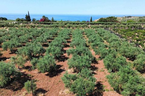 Terra a Ribera, Agrigento, Ribera - € 90.000 | Ref: T/228 - foto 4