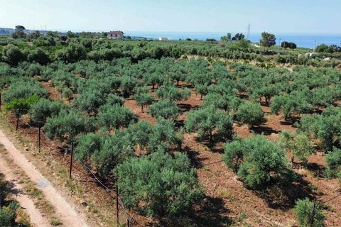 Terra a Ribera, Agrigento, Ribera - € 90.000 | Ref: T/228 - foto 5