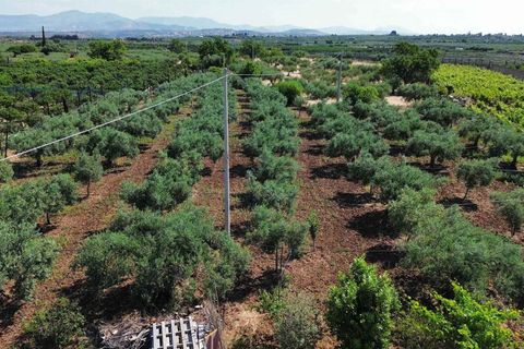 Terra a Ribera, Agrigento, Ribera - € 90.000 | Ref: T/228 - foto 6