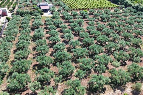 Terra a Ribera, Agrigento, Ribera - € 90.000 | Ref: T/228 - foto 7