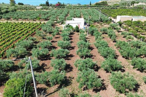 Terra a Ribera, Agrigento, Ribera - € 90.000 | Ref: T/228 - foto 8