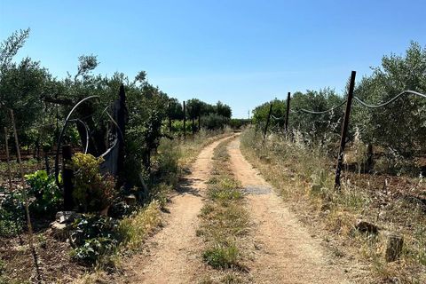 Terra a Ribera, Agrigento, Ribera - € 90.000 | Ref: T/228 - foto 9