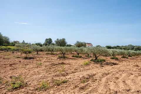 Landejendom i Llucmajor, Mallorca, Llucmajor - € 399.900 | Ref: 13ARJS042/3010 - foto 16