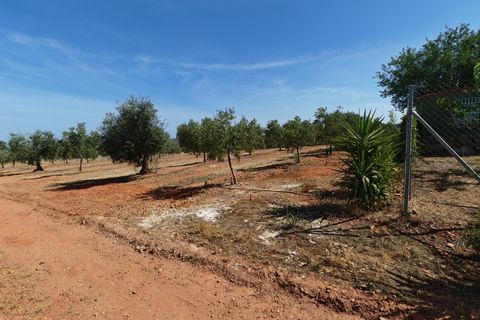 Villa i Guarena, Badajoz, Guarena - € 210 000 | Ref: 14206-MVR/2912 - foto 39