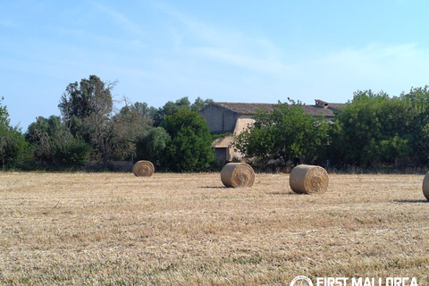 Finca i Algaida, Mallorca, Algaida - € 1.600.000 | Ref: 83840 - foto 4