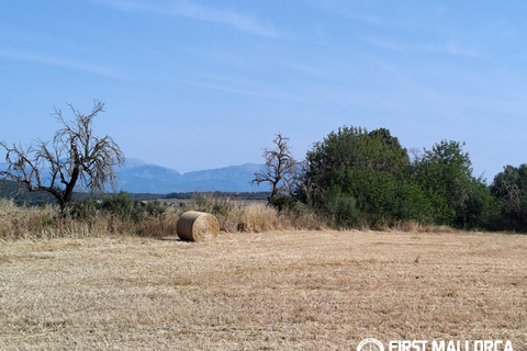 Finca i Algaida, Mallorca, Algaida - € 1.600.000 | Ref: 83840 - foto 26