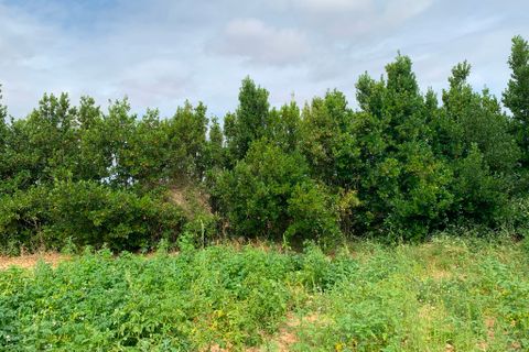 Finca i Algaida, Mallorca, Algaida - € 1.600.000 | Ref: 83840 - foto 29