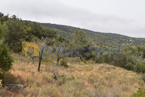 Terra a Paderne, Faro, Paderne - € 38.000 | Ref: TE-14 (PR-079) - foto 3