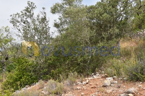 Terra a Paderne, Faro, Paderne - € 38.000 | Ref: TE-14 (PR-079) - foto 5