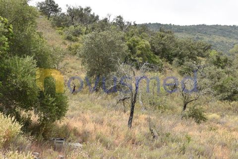 Terra a Paderne, Faro, Paderne - € 38.000 | Ref: TE-14 (PR-079) - foto 7