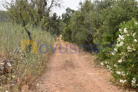 Terra a Paderne, Faro, Paderne - € 38.000 | Ref: TE-14 (PR-079) - foto 19